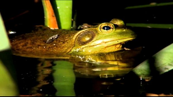 Animal Science - Freakish Creatures