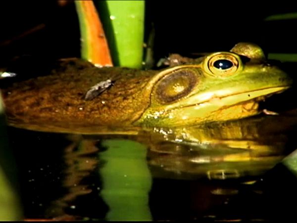 Animal Science - Freakish Creatures