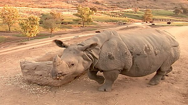 Animal Science - Animals of Asia