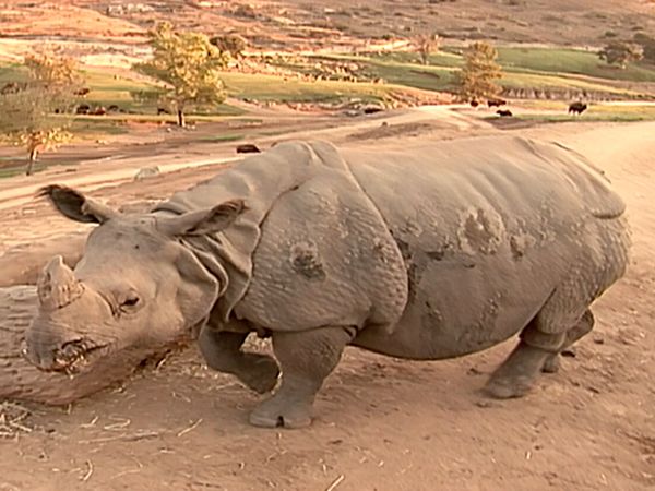 Animal Science - Animals of Asia