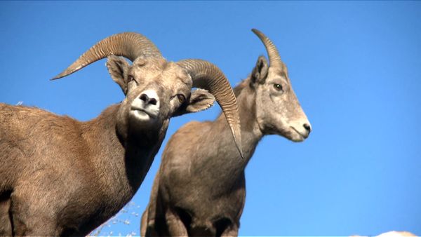 Animal Science - North American Animals