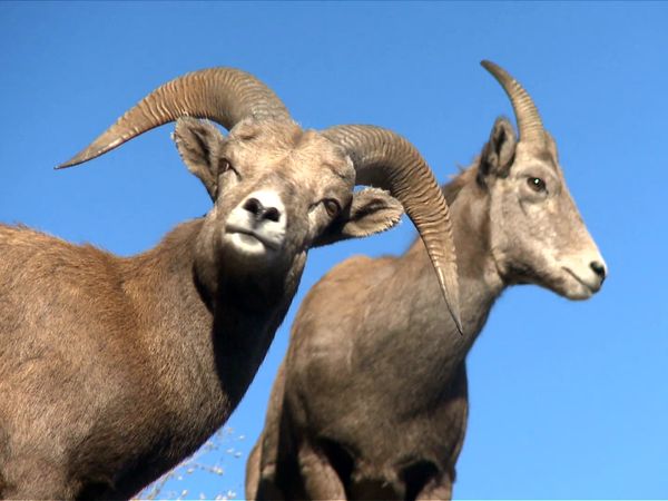 Animal Science - North American Animals