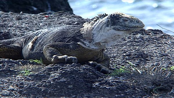 Animal Science - South American Animals