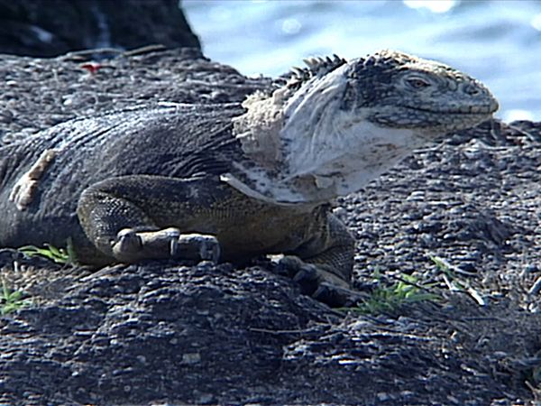 Animal Science - South American Animals