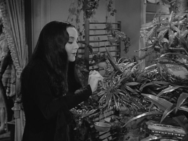 The Addams Family - Amnesia In The Addams Family