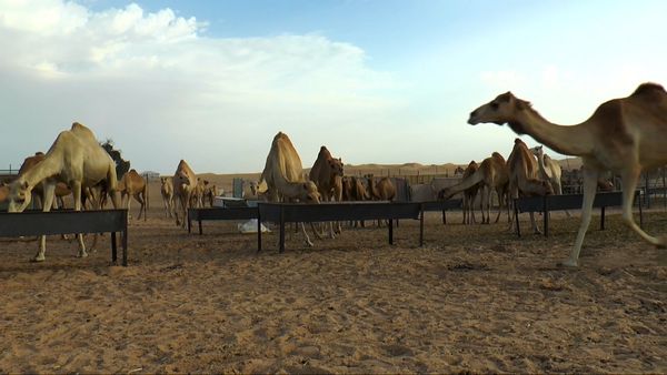 Latinos por el Mundo - Abudabi