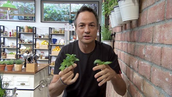 Torres en la cocina - Endivias Con Alcaparras y Espaguetis con Albóndigas