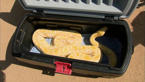 Barter Kings - Snakes on a Trade