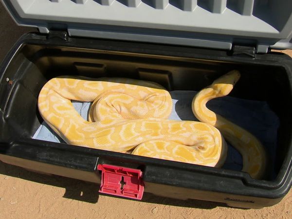 Barter Kings - Snakes on a Trade
