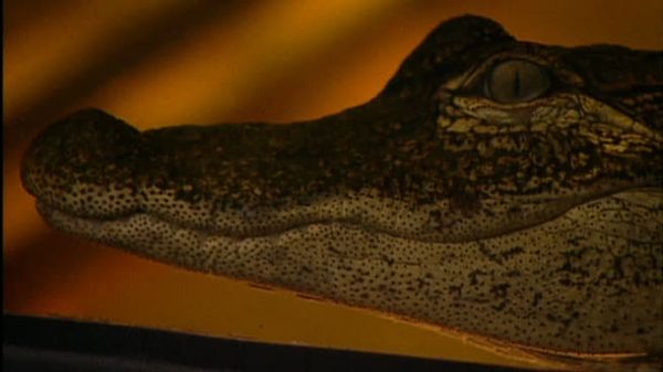 Fear Factor - Alligators/Fear Factor Buffet/Runaway Tanker Truck