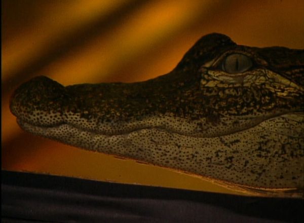 Fear Factor - Alligators/Fear Factor Buffet/Runaway Tanker Truck
