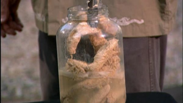 Fear Factor - Season 2 Clip Show