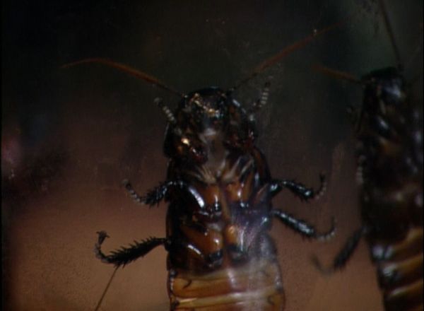 Fear Factor - Public Nudity/Madagascar Roaches/Chain Submerge