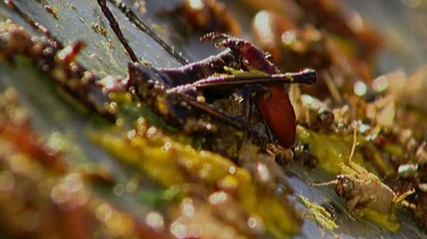 Fear Factor - Extreme Building Plunge,Bug Windshield,Rotating Beam To Platform