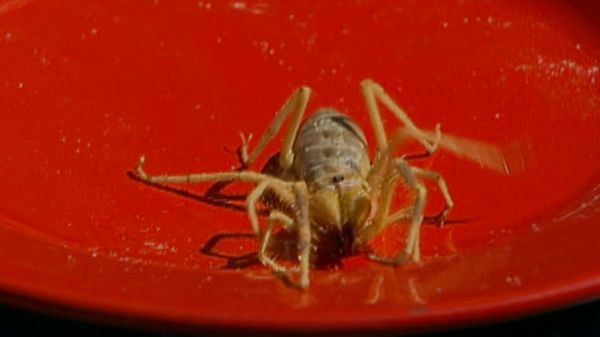 Fear Factor - Exploding Room,Eat Camel Spiders