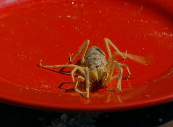 Fear Factor - Exploding Room, Eat Camel Spiders
