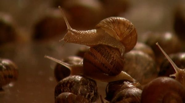 Fear Factor - Twirling Misery, Eat Live Snails, Car Jump Out of Back of Semi