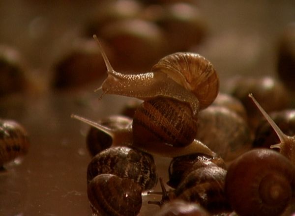 Fear Factor - Twirling Misery, Eat Live Snails, Car Jump Out of Back of Semi