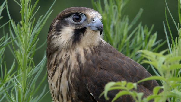 Las aves salvajes de Australia - Los cazadores aéreos