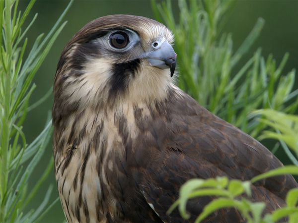 Las aves salvajes de Australia - Los cazadores aéreos
