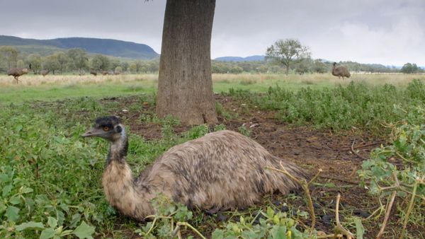 Las aves salvajes de Australia - La vida secreta del emú