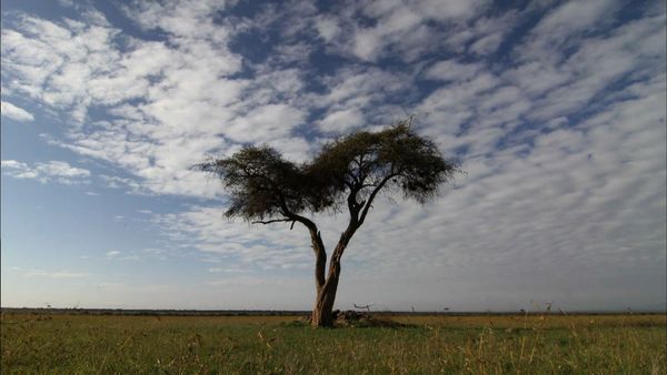 Los diarios de Ol Pejeta - Los demonios de la tarde