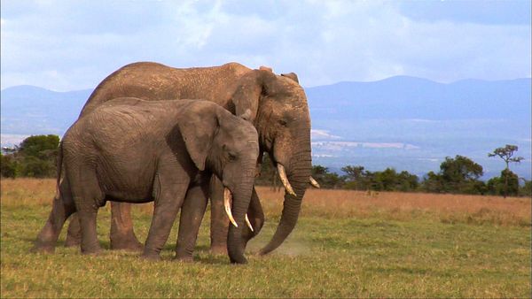 Los diarios de Ol Pejeta - Los gigantes fugitivos