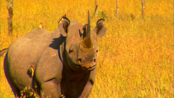 Los diarios de Ol Pejeta - Los titanes africanos