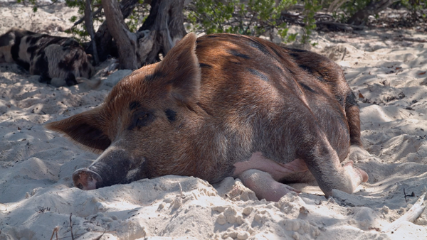 Imperios animales - Santuario