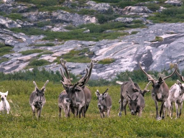 Imperios animales - Migración