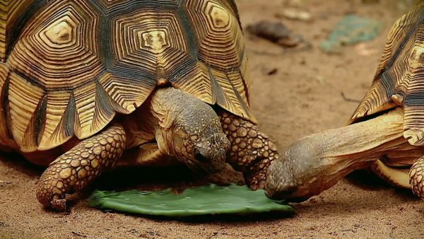 Animales bebés en nuestro mundo - Bebés en el zoológico
