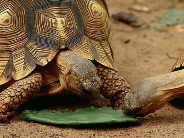 Animales bebés en nuestro mundo - Bebés en el zoológico