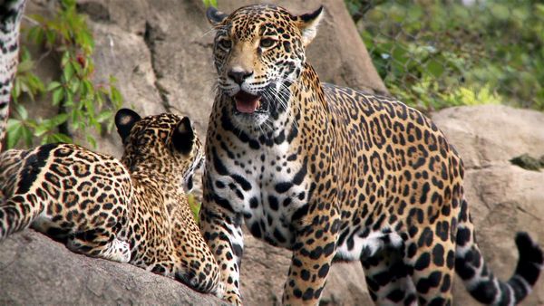 Animales bebés en nuestro mundo - Más bebés urbanos