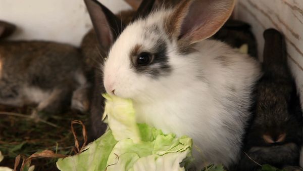 Animales bebés en nuestro mundo - Más bebés en la granja