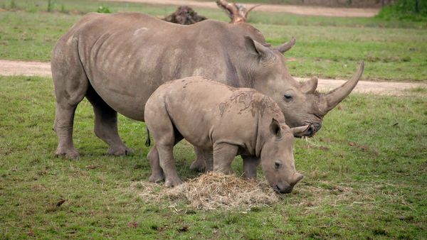 Animales bebés en nuestro mundo - Más animales bebés