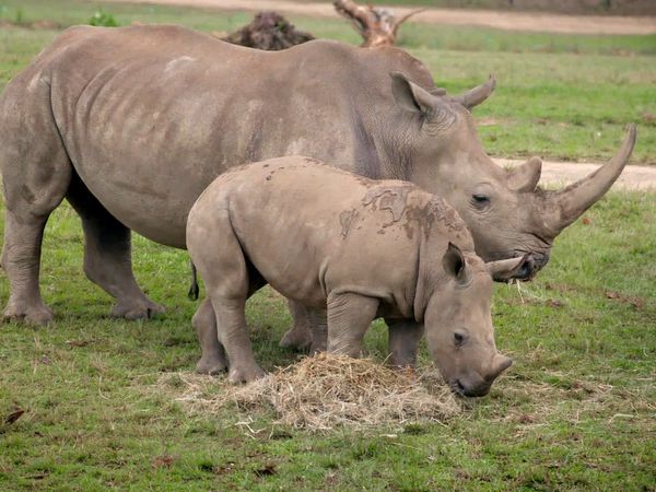 Animales bebés en nuestro mundo - Más animales bebés