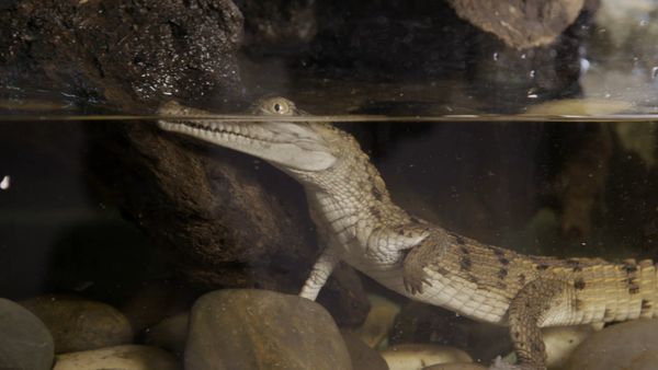 Animales bebés en nuestro mundo - Bebés en el agua