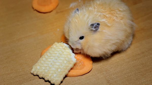 Animales bebés en nuestro mundo - Más animales bebés