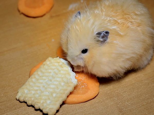 Animales bebés en nuestro mundo - Más animales bebés