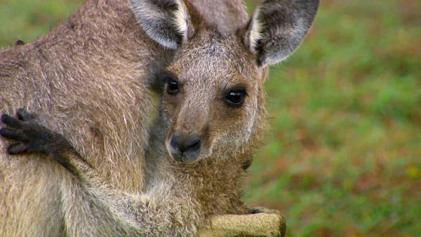 Animales bebés en nuestro mundo - Hasta más bebés en el zoológico
