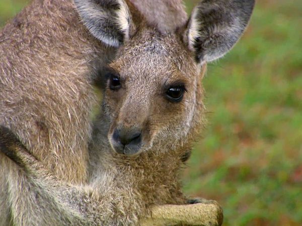 Animales bebés en nuestro mundo - Hasta más bebés en el zoológico