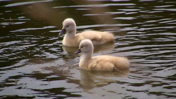 Animales bebés en nuestro mundo - Bebés urbanos