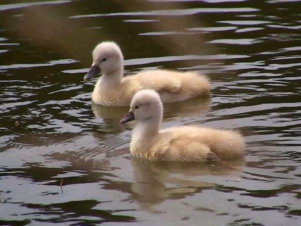 Animales bebés en nuestro mundo - Bebés urbanos