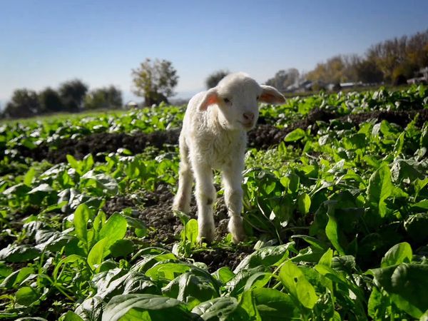 Animales bebés en nuestro mundo - Bebés en la granja