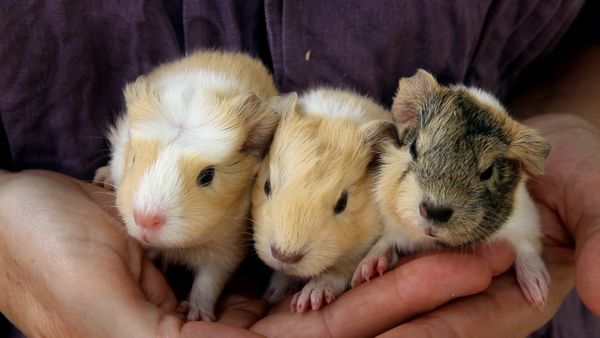 Animales bebés en nuestro mundo - Mascotas bebés