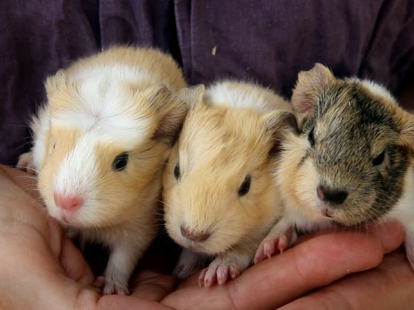 Animales bebés en nuestro mundo - Mascotas bebés