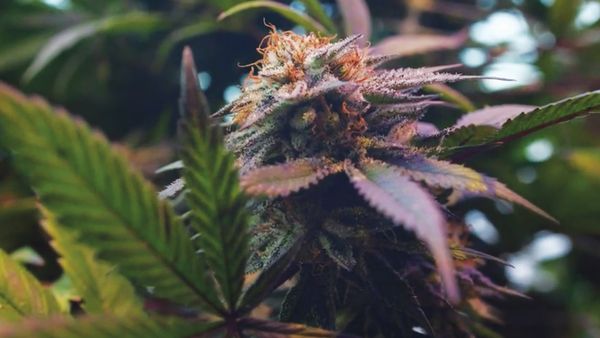 The Future Is Cannabis - The Future Is Cannabis
