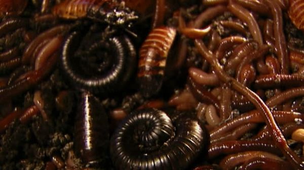 Fear Factor - Water Sack,Beetle, Roach, Worm Transfer