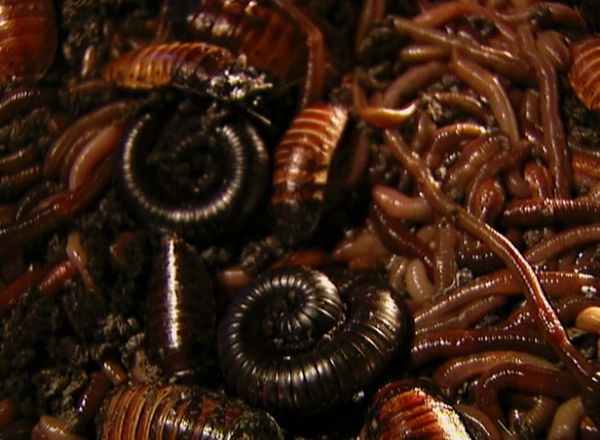 Fear Factor - Water Sack, Beetle, Roach, Worm Transfer