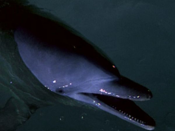 Flipper: The New Adventures - Helping Hands